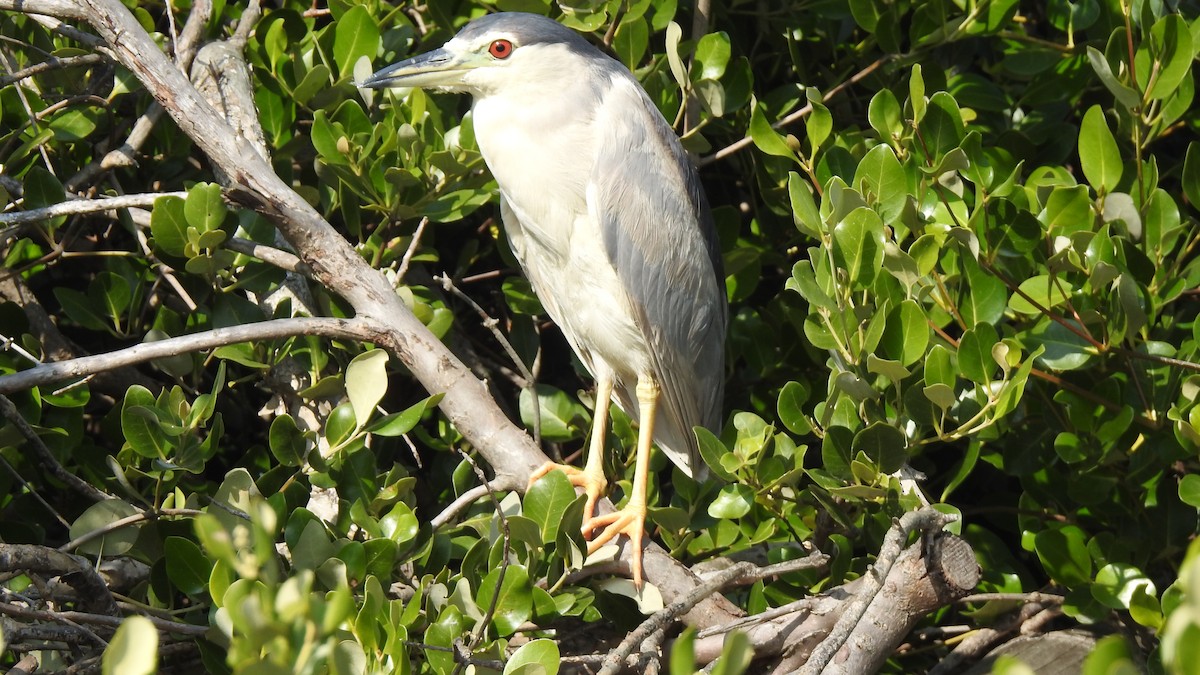 Black-crowned Night Heron - ML197876451