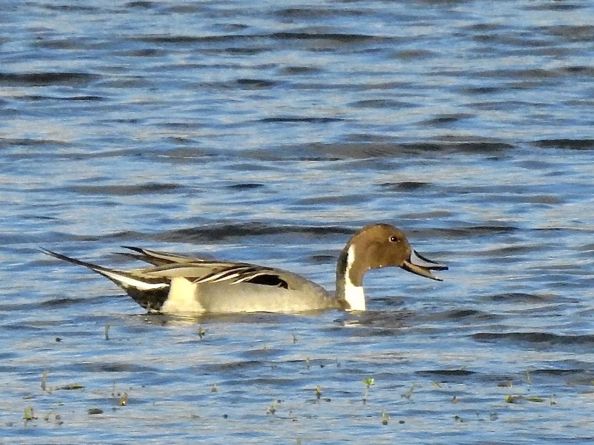 Northern Pintail - Michael Young