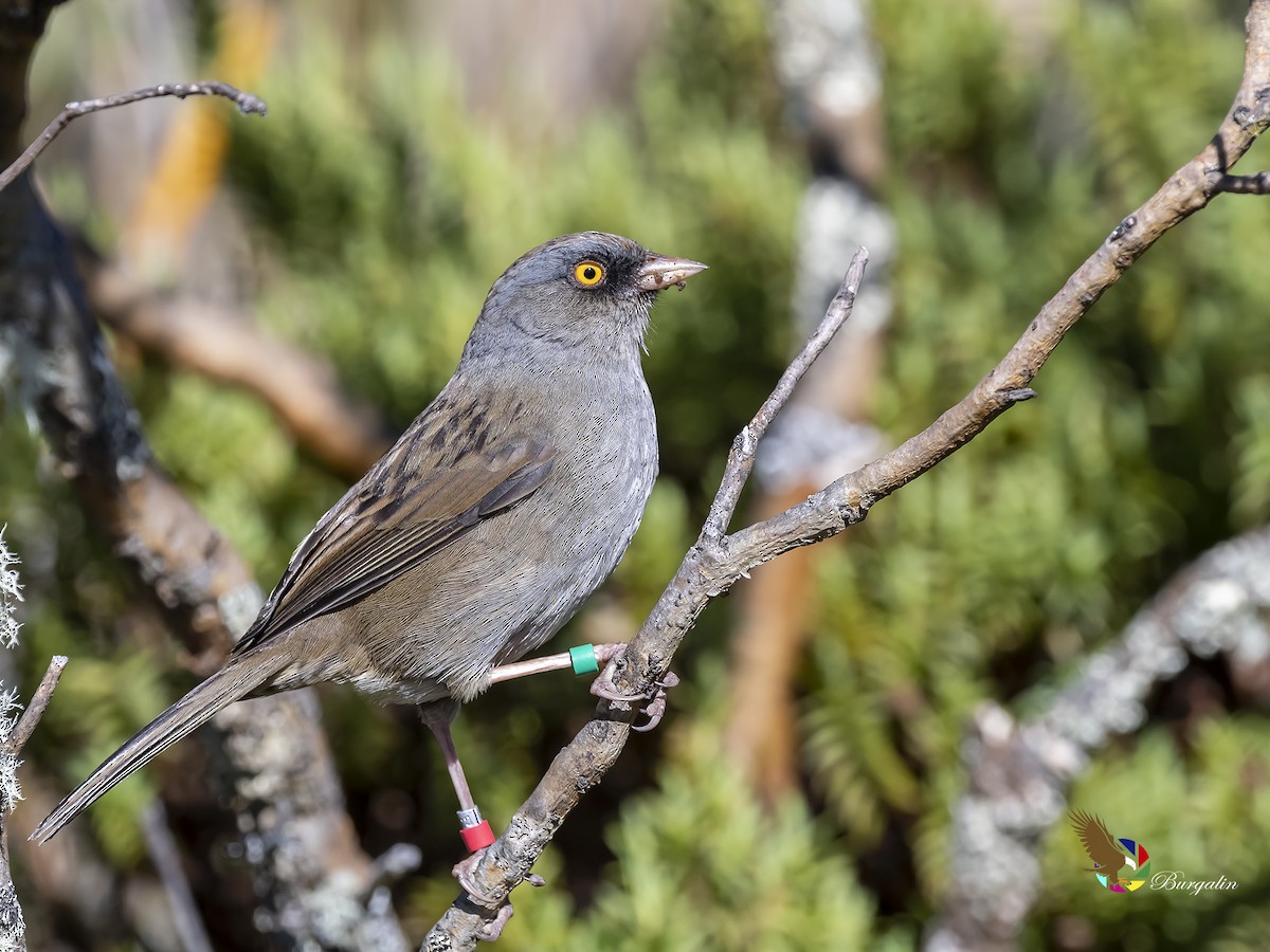 Volcano Junco - fernando Burgalin Sequeria