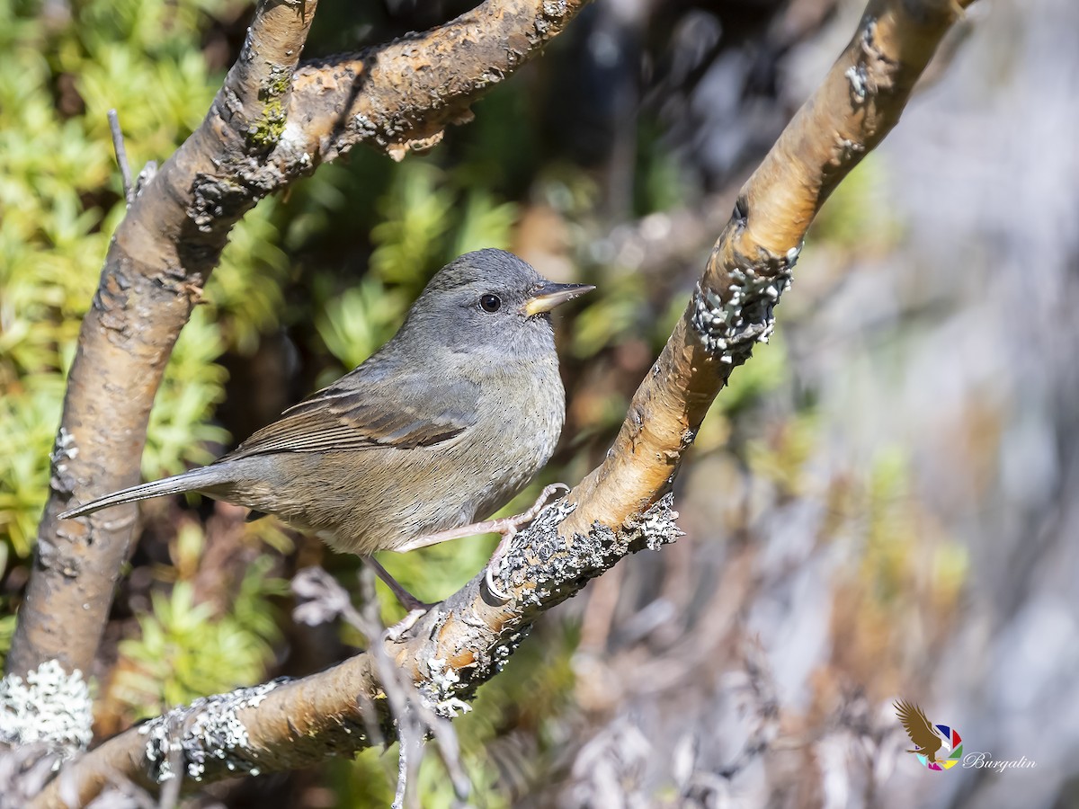 Peg-billed Finch - ML197877371