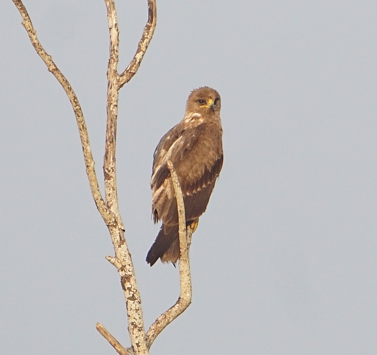 Indian Spotted Eagle - ML197877501