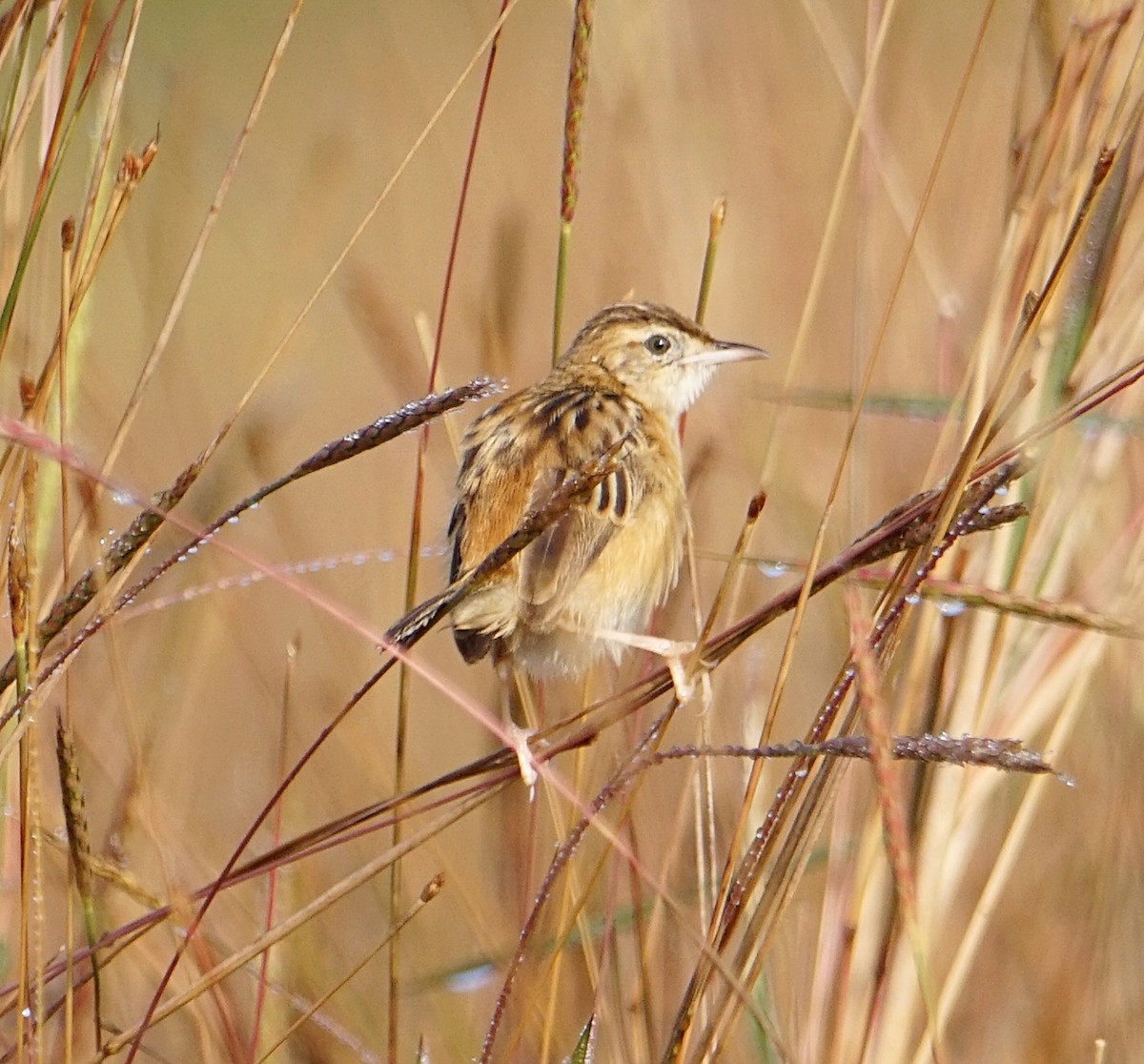 Zitting Cisticola - ML197877621