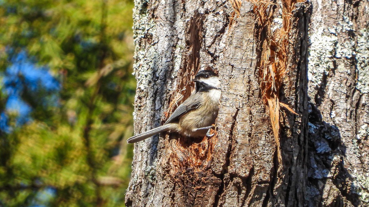 Carolina Chickadee - David Hebert