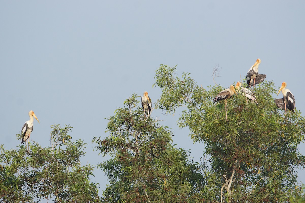 Painted Stork - ML197877731