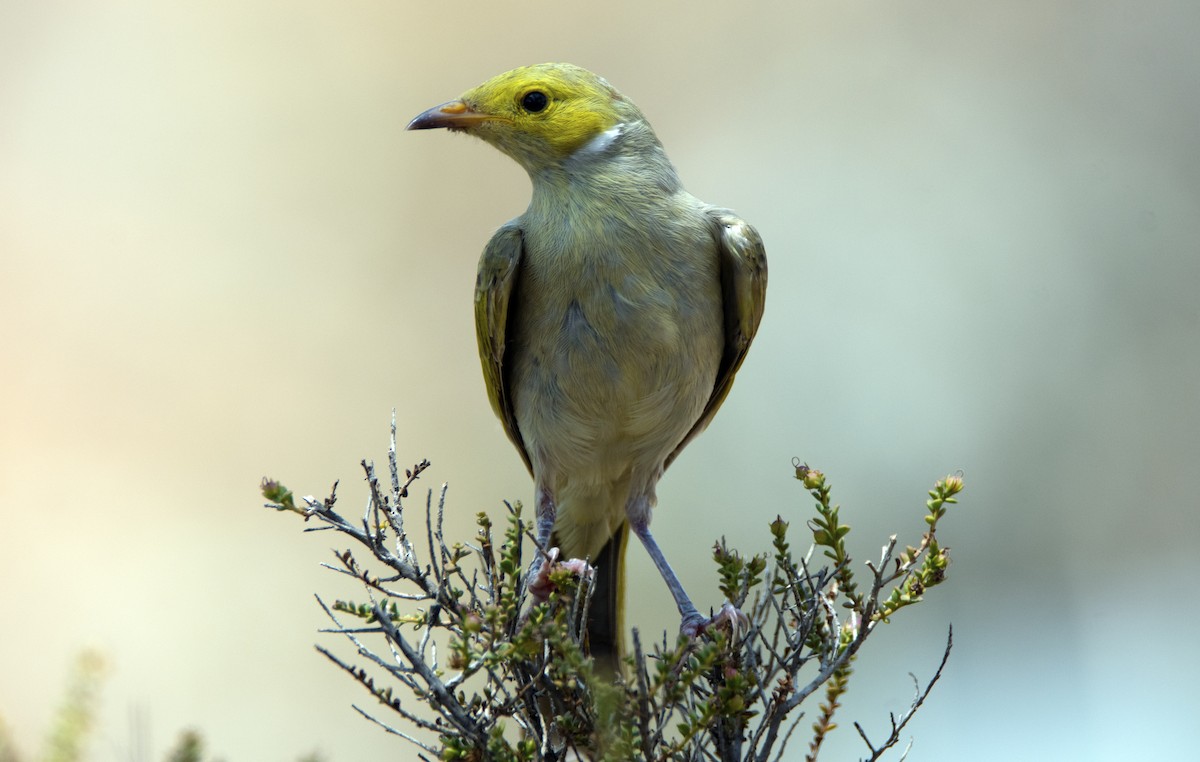 White-plumed Honeyeater - ML197877991