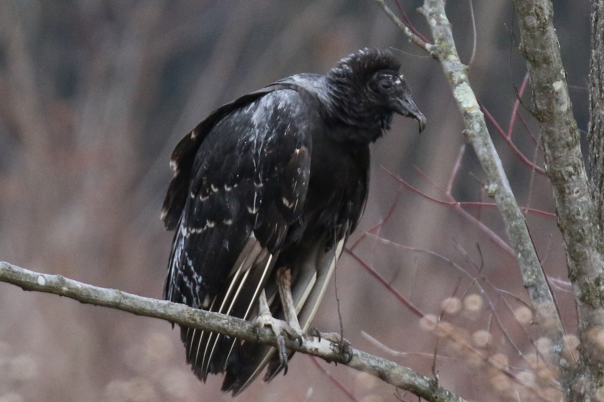 Black Vulture - David Carr