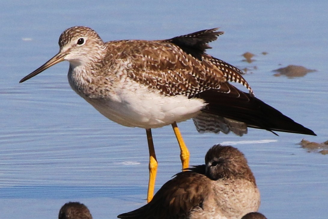 Lesser/Greater Yellowlegs - ML197878651