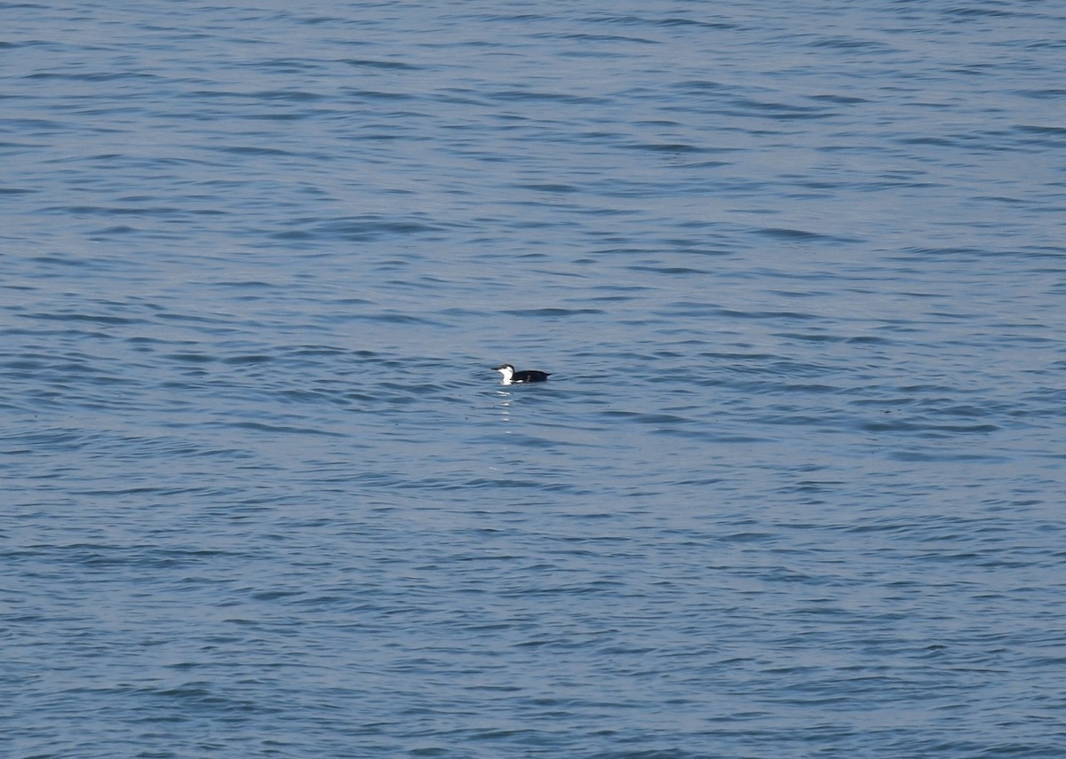 Common Murre - ML197882871