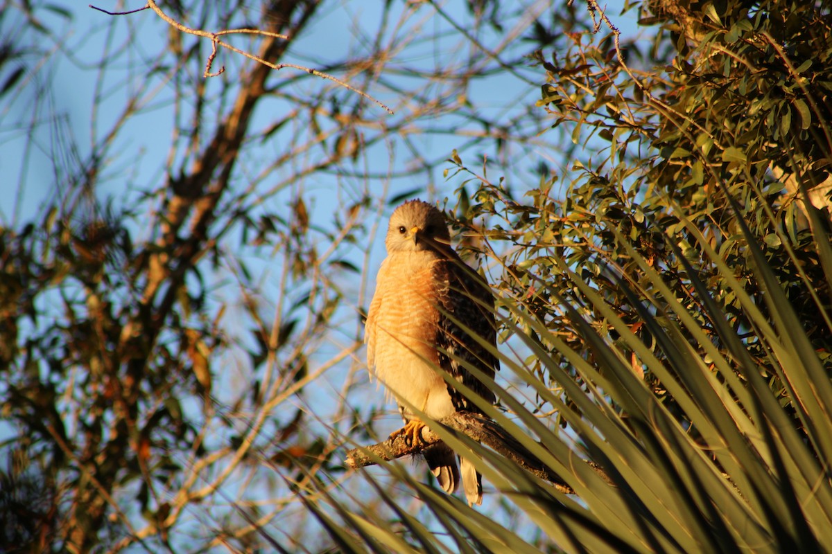 Red-shouldered Hawk (extimus) - Derek LaFlamme