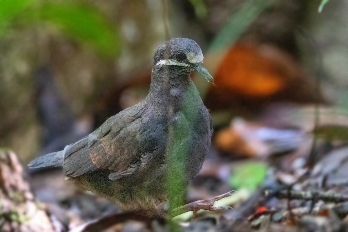 Olive-backed Quail-Dove - ML197887081