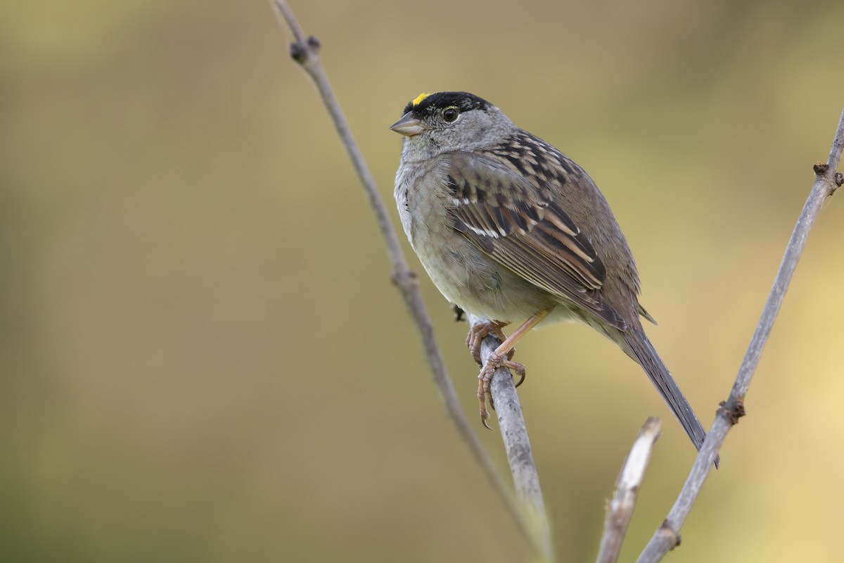 Golden-crowned Sparrow - Marco Valentini