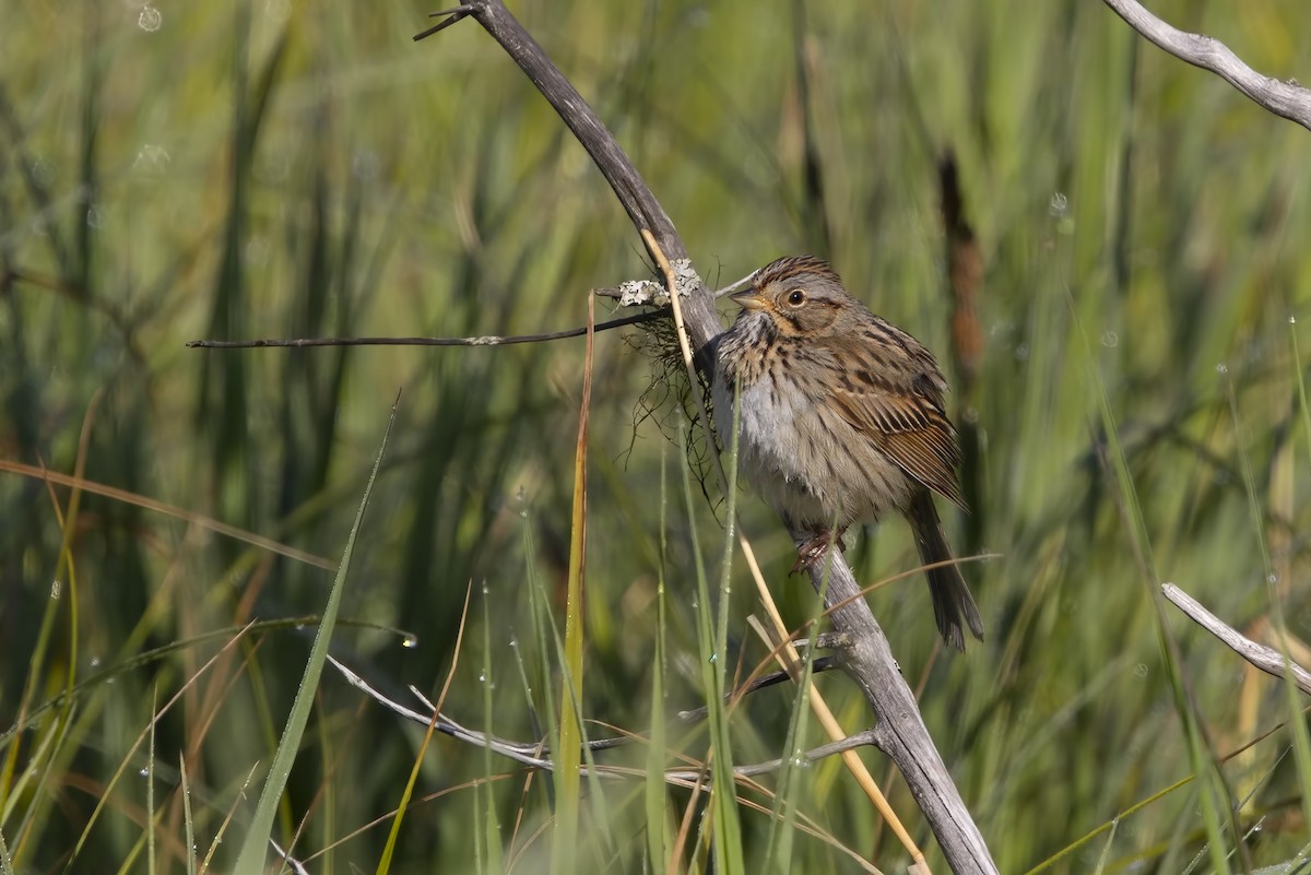 Lincoln's Sparrow - ML197887701