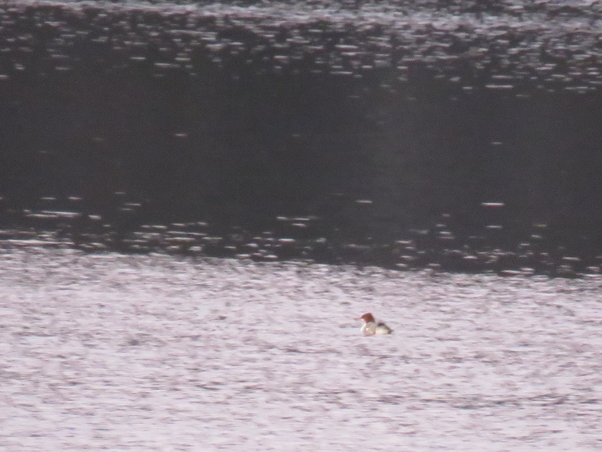 Common Merganser - ML197887981