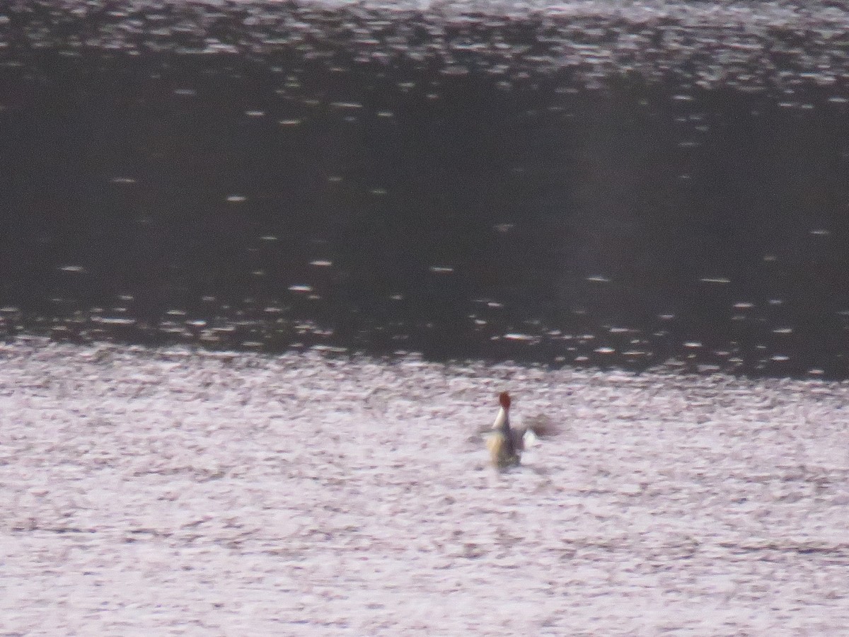 Common Merganser - ML197888001