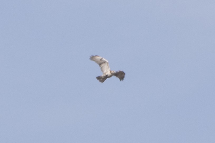 Red-tailed Hawk (Krider's) - ML197888351