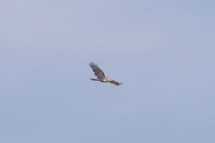 Red-tailed Hawk (Krider's) - Eliot VanOtteren