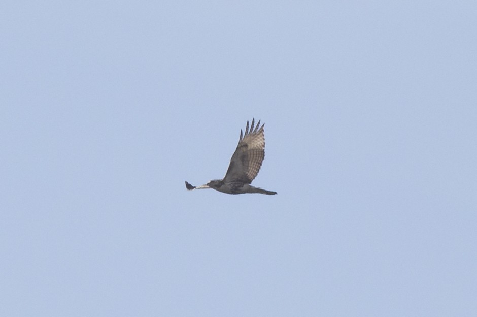 Red-tailed Hawk (Krider's) - ML197888381