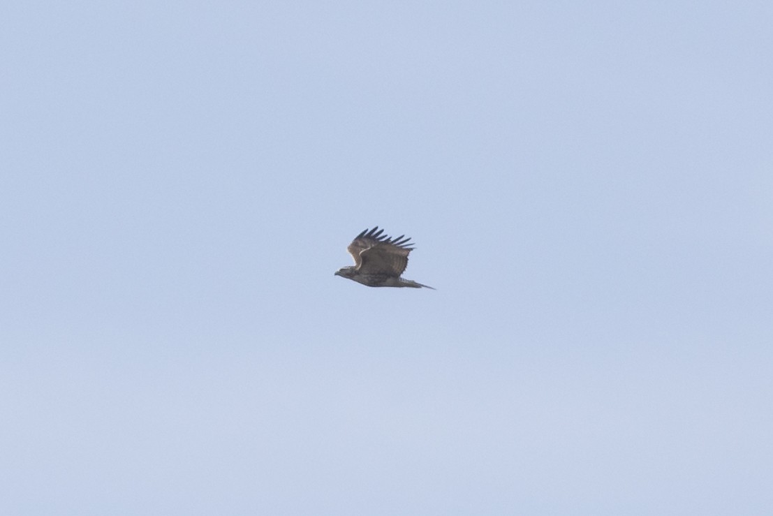 Red-tailed Hawk (Krider's) - ML197888391