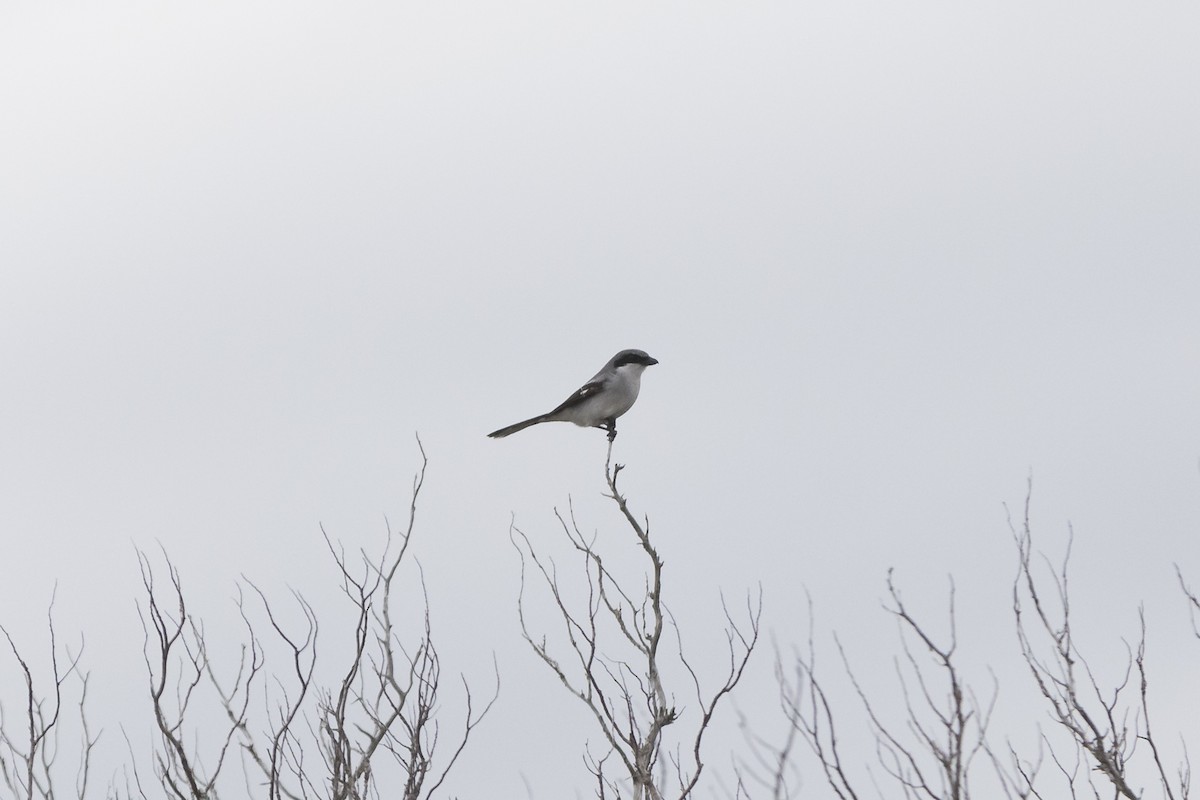 Pie-grièche migratrice - ML197888471