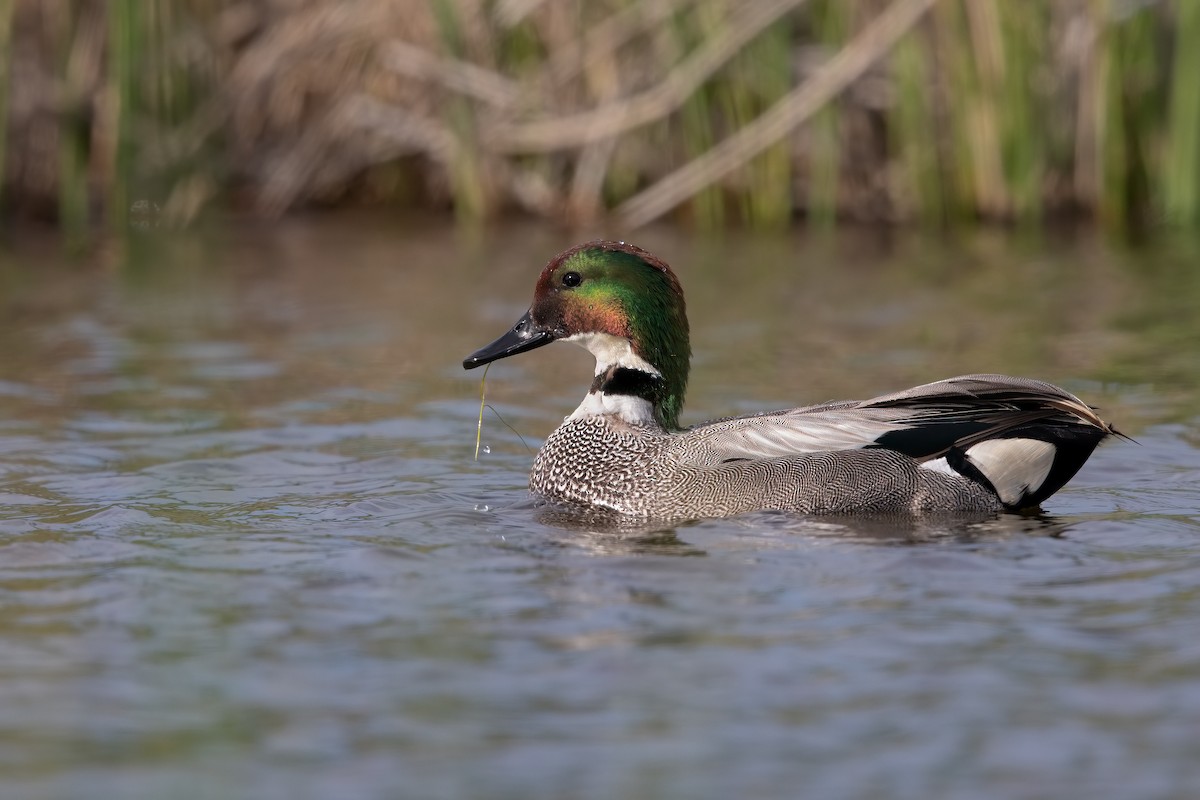 Falcated Duck - Marco Valentini