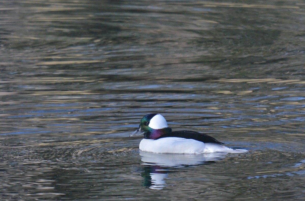 Bufflehead - Jay Wherley