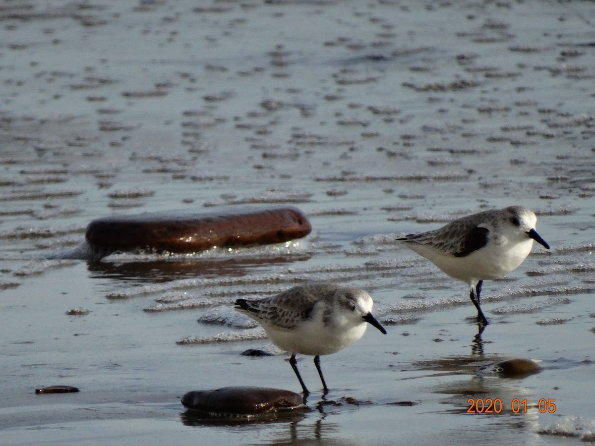 Bécasseau sanderling - ML197890151