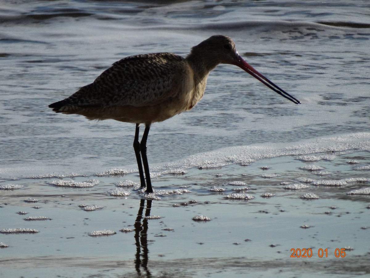 Marbled Godwit - ML197890251