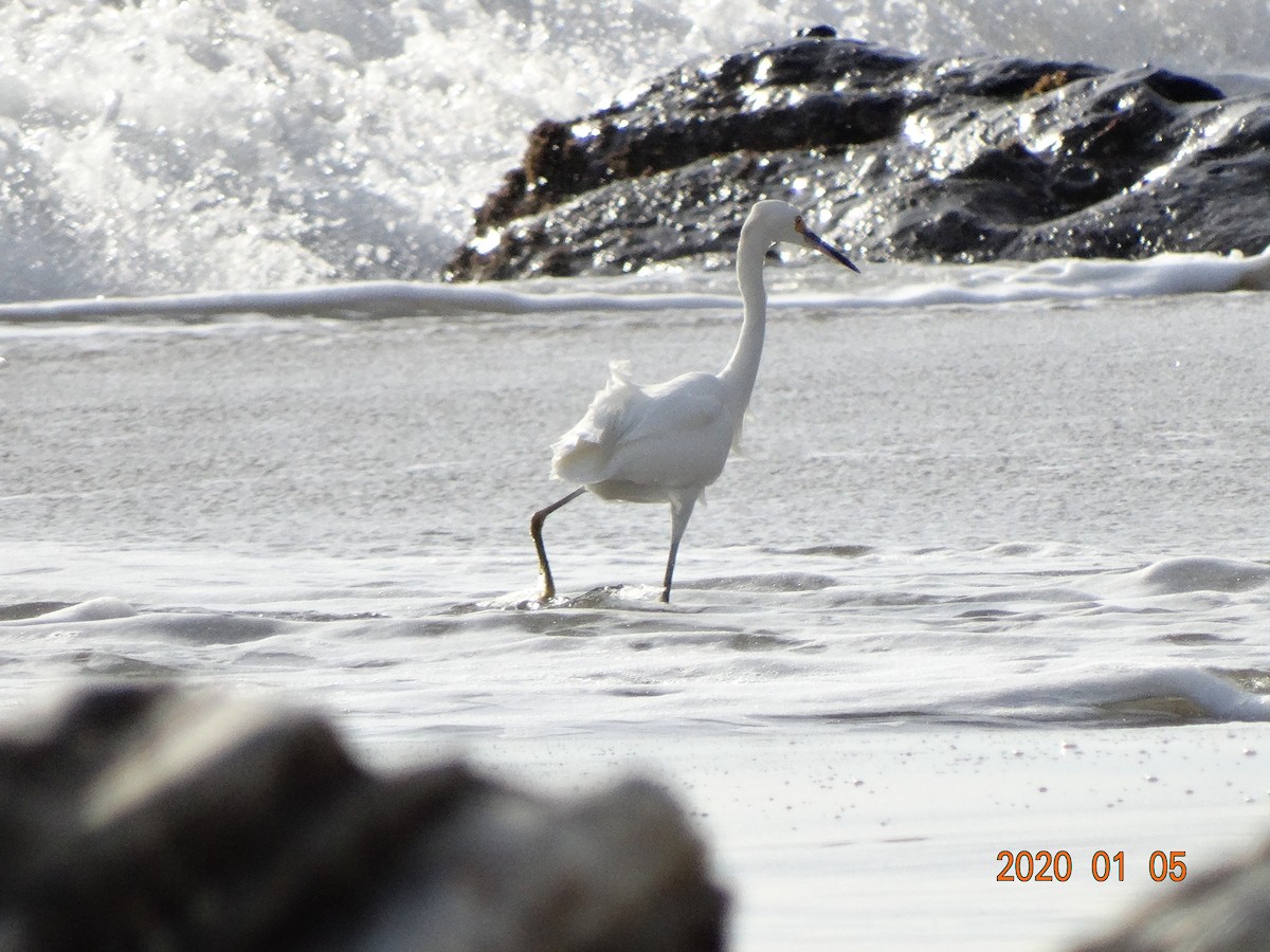 Snowy Egret - ML197890461