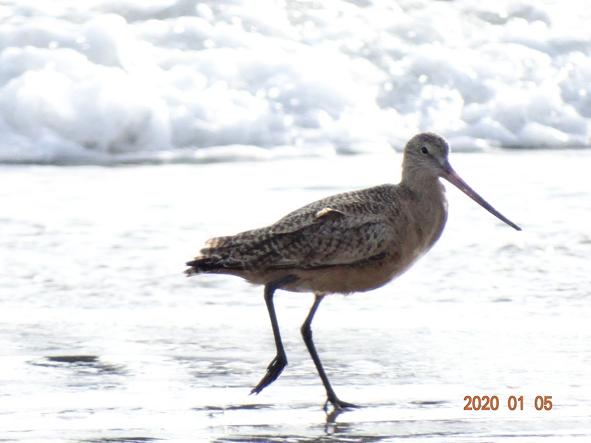 Marbled Godwit - ML197890991