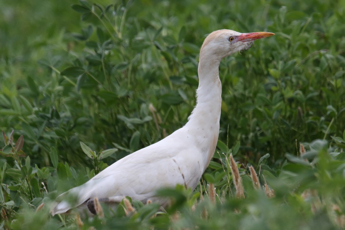 Western Cattle Egret - ML197891141