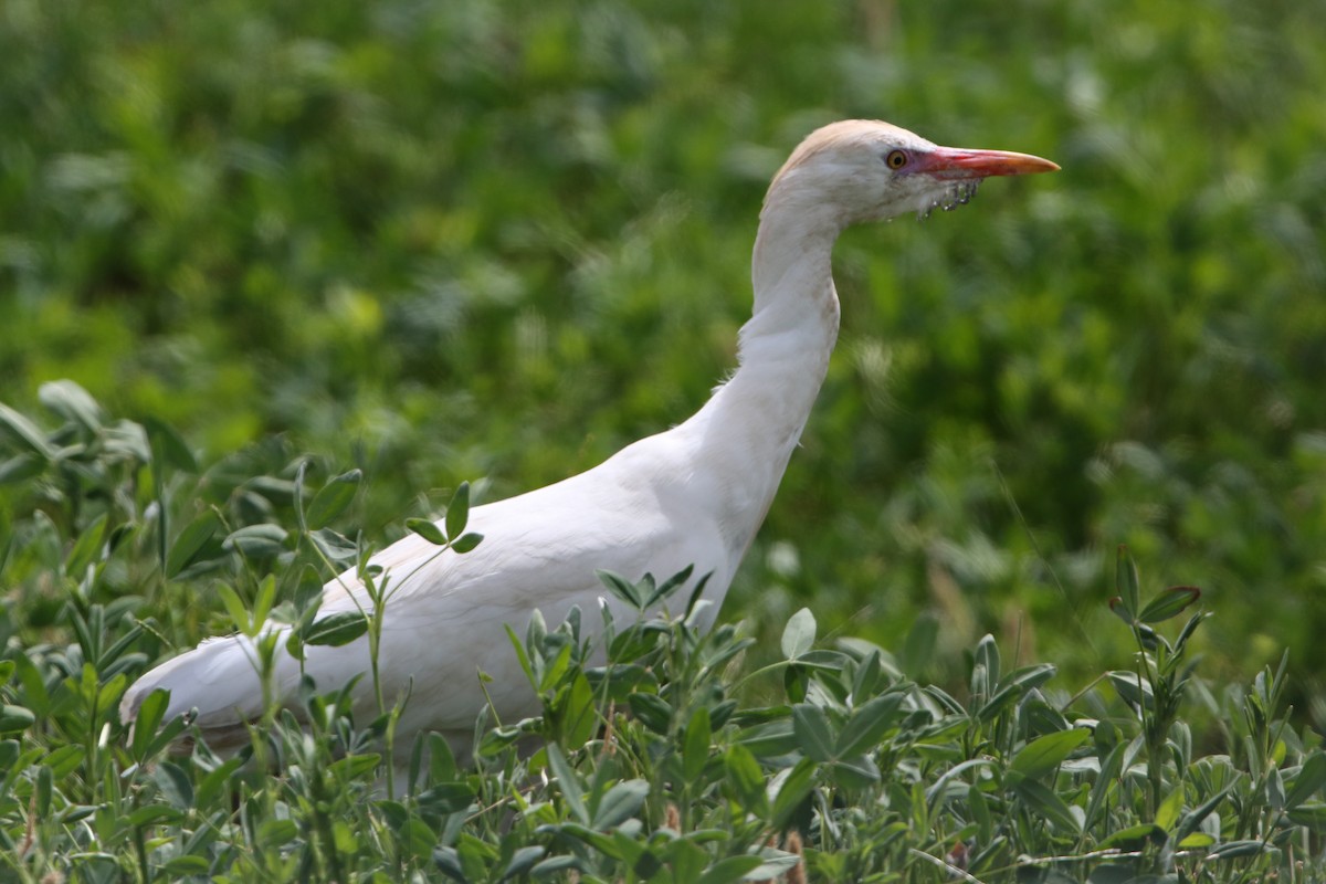 Чапля єгипетська (підвид ibis) - ML197891211