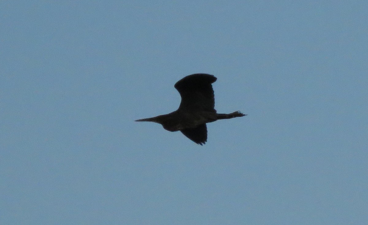 Black Bittern - ML197893481