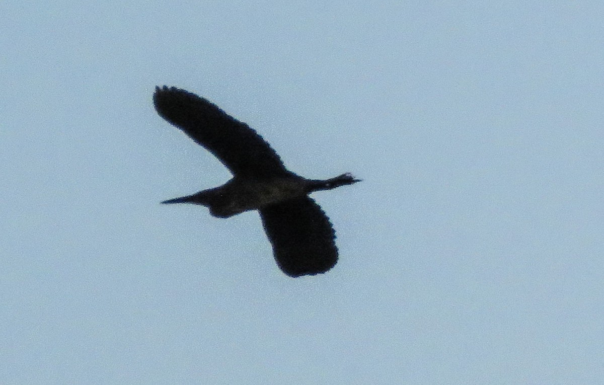 Black Bittern - ML197893751