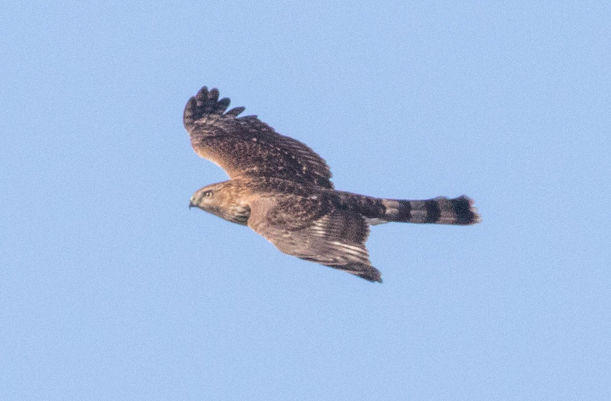 Cooper's Hawk - ML197894261