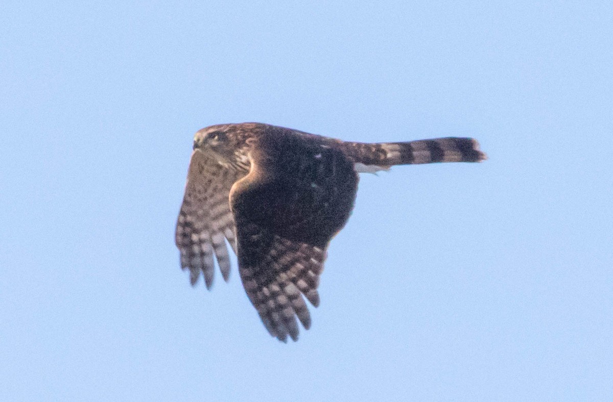 Cooper's Hawk - ML197894271