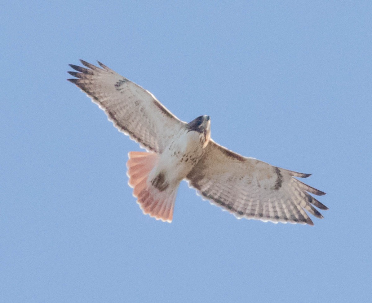 Red-tailed Hawk - ML197894301