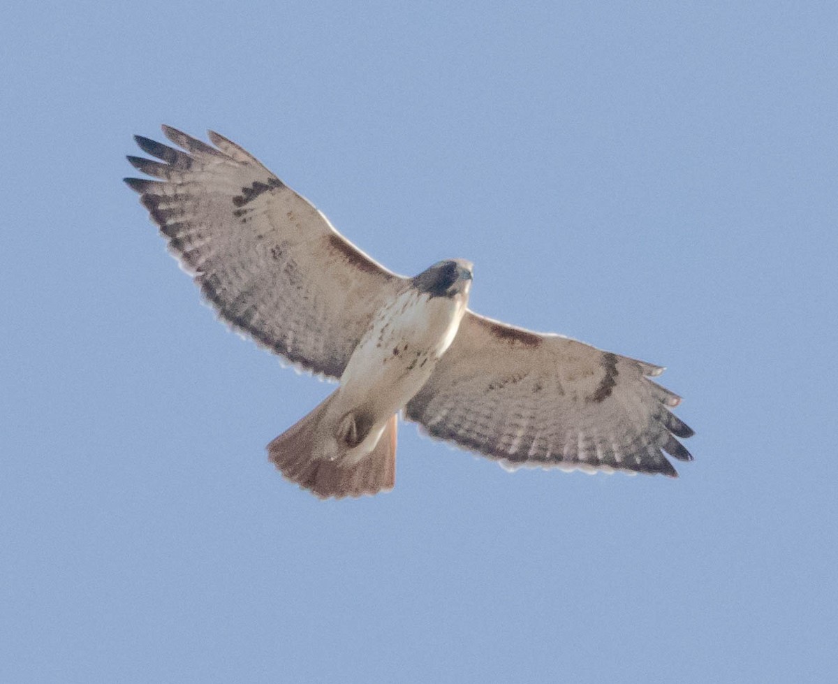 Red-tailed Hawk - ML197894331