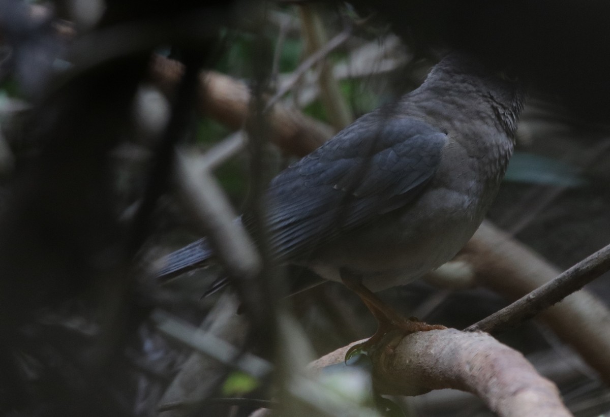 Indian Blackbird - ML197895861