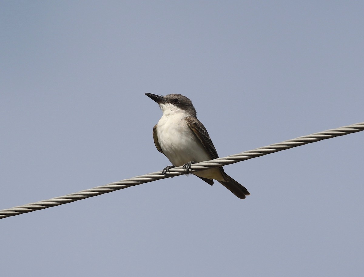 Gray Kingbird - Ezra Staengl