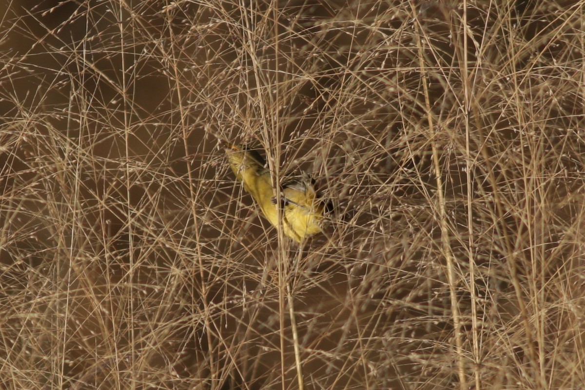 Painted Bunting - ML197896681
