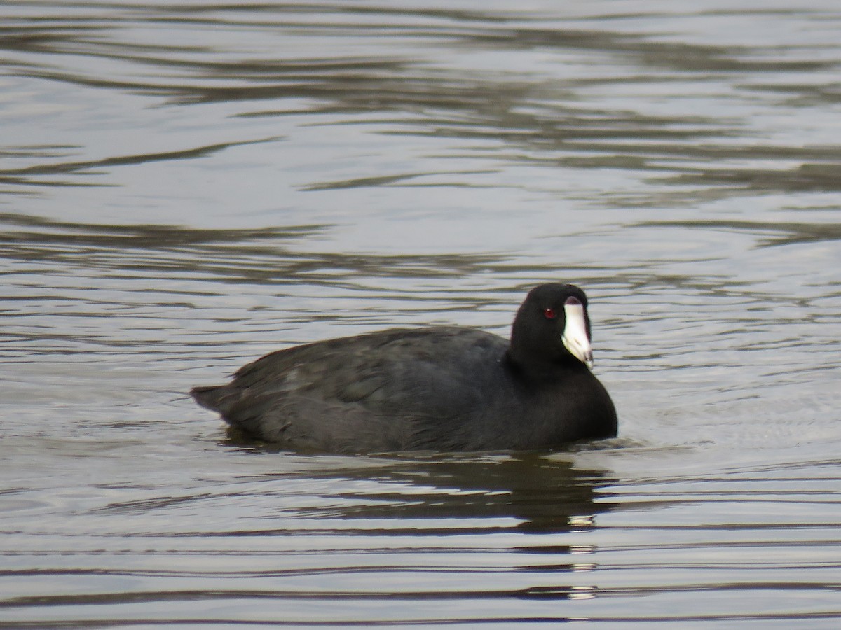 American Coot - ML197896731