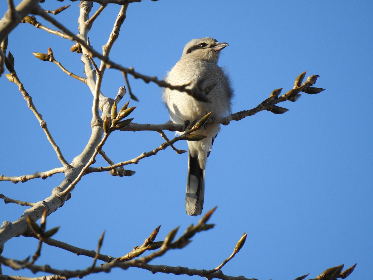 Northern Shrike - ML197896771