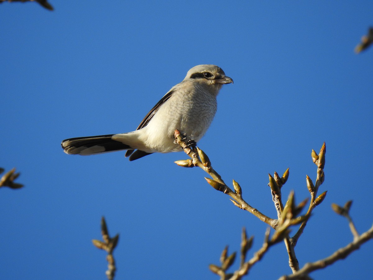 Northern Shrike - ML197896831