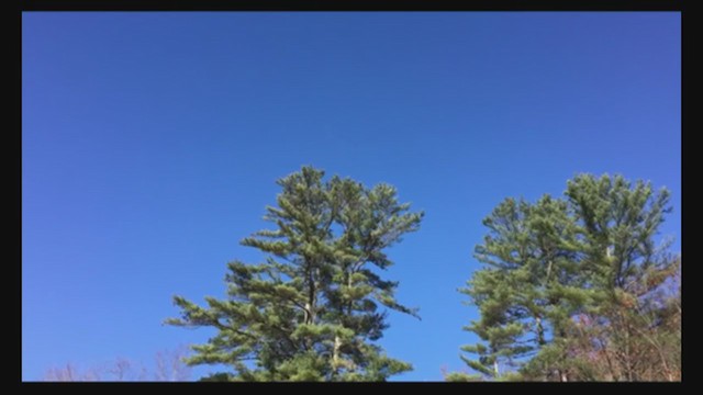 Grue du Canada - ML197898911