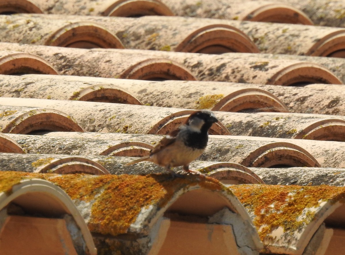 House Sparrow - ML197900761