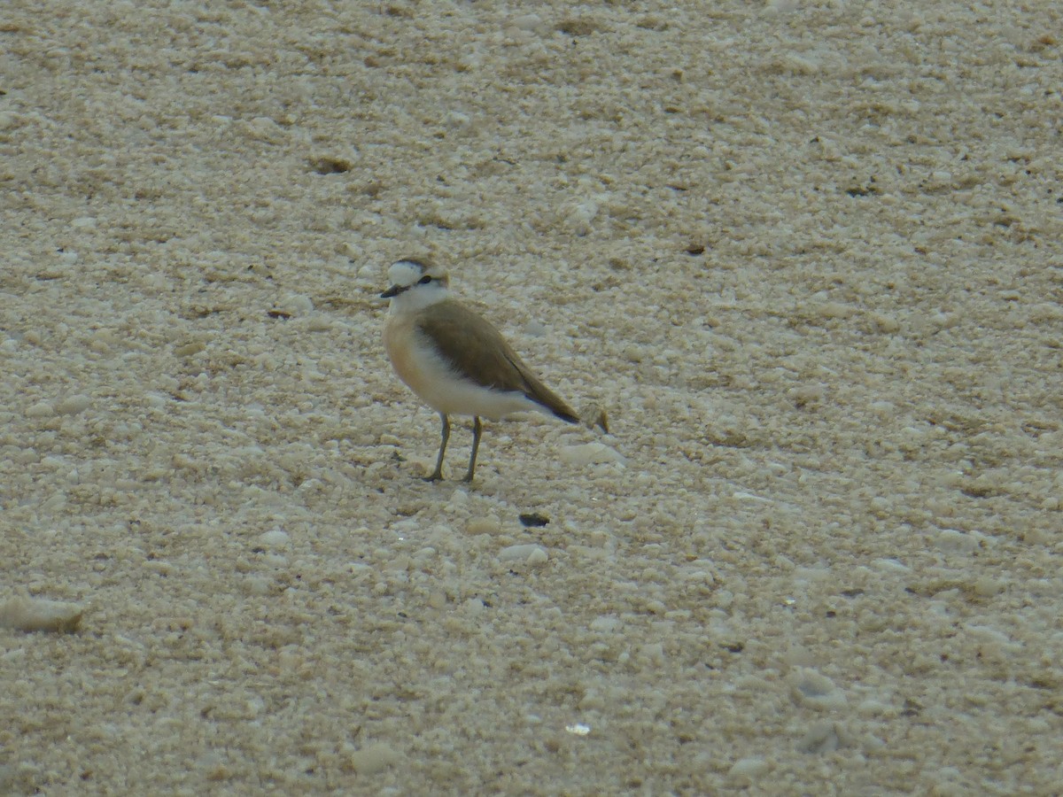 White-fronted Plover - ML197900871