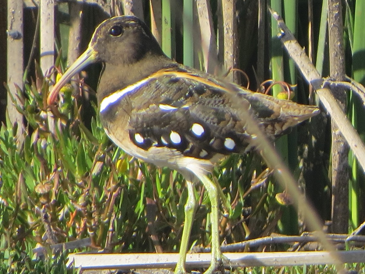South American Painted-Snipe - ML197901161