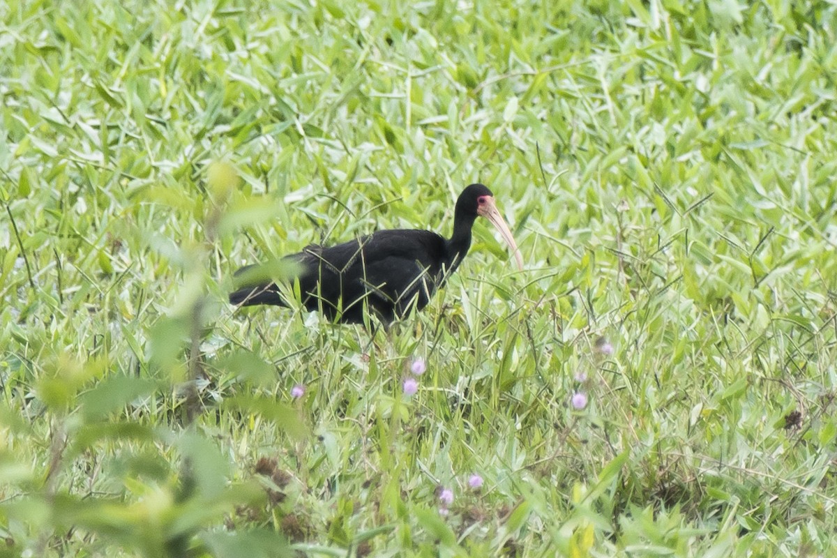 ibis tmavý - ML197903011
