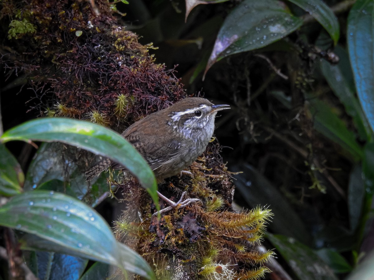 Timberline Wren - Alexander Montero