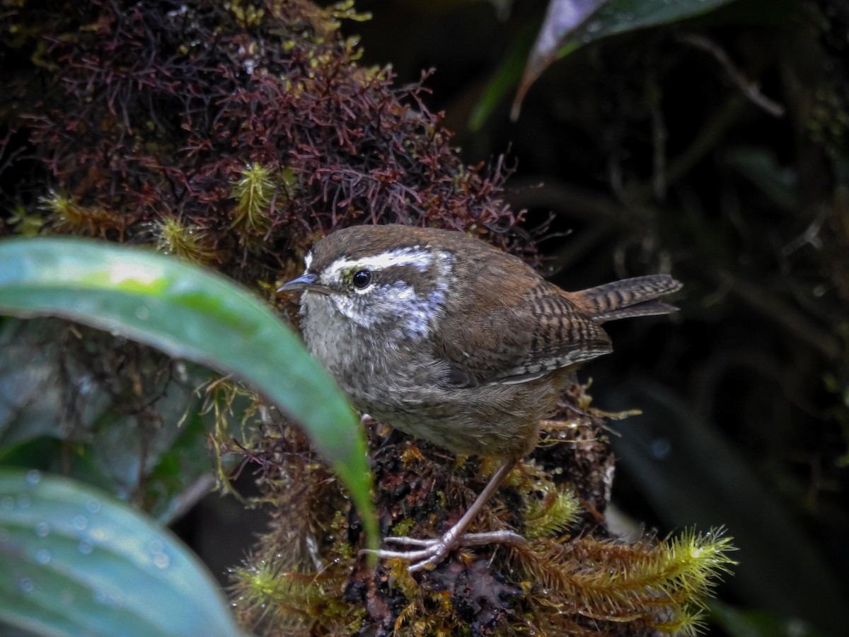 Timberline Wren - Alexander Montero